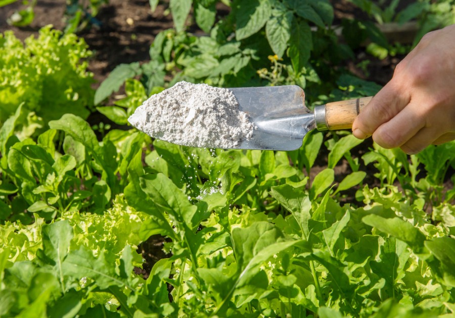 Est-ce que la terre de diatomée tue les fourmis ?